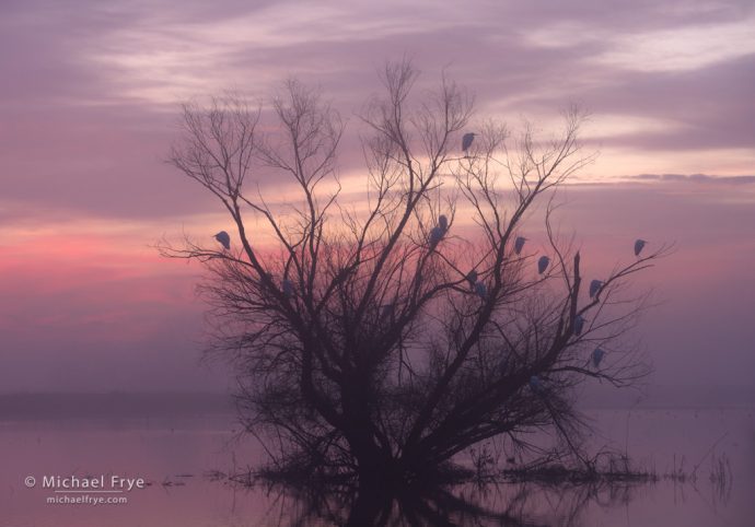 Great egrets roosting in a willow at sunrise, San Joaquin Valley, CA, USA