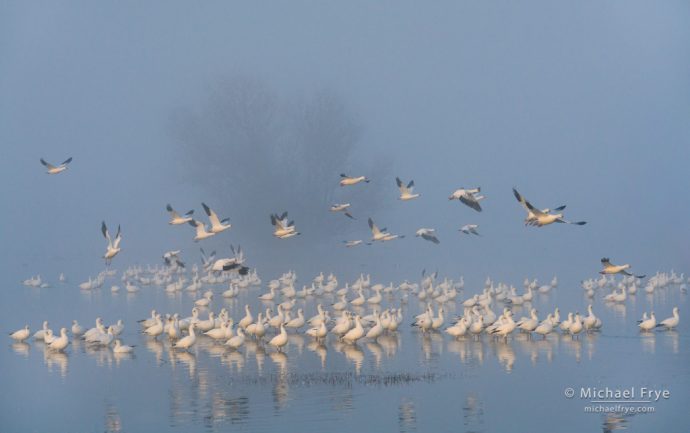 11. Ross's geese in the fog at first light, San Joaquin Valley, CA, USA