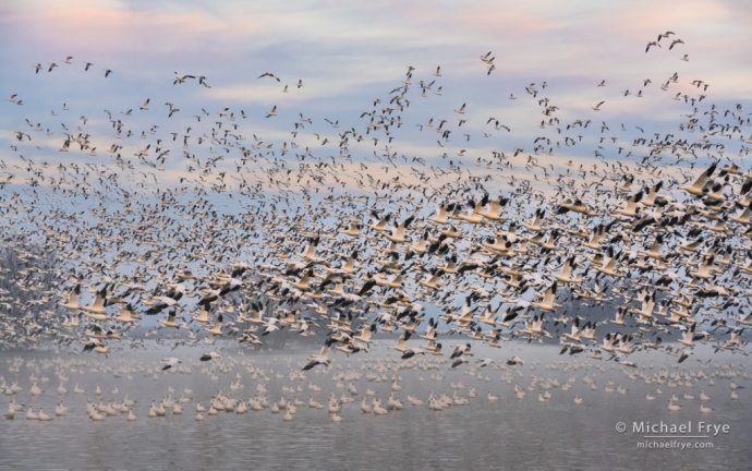 12. Ross's geese lifting off at sunrise, San Joaquin Valley, CA, USA