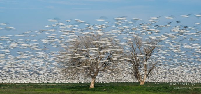 13. Goose blizzard - Ross's geese flying past cottonwood trees in the San Joaquin Valley, CA, USA