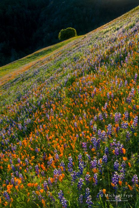 16. Poppies, lupines, and oak, Figueroa Mountain, Los Padres NF, CA, USA