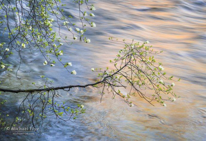 17. Morning reflections, dogwoods and the Merced River, Yosemite NP, CA, USA