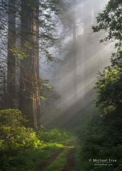 23. Sunbeams and an old road in a redwood forest, northern California coast, USA