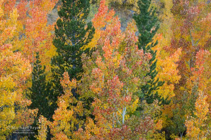 36. Aspens and pines, Bishop Creek Canyon, Inyo NF, CA, USA