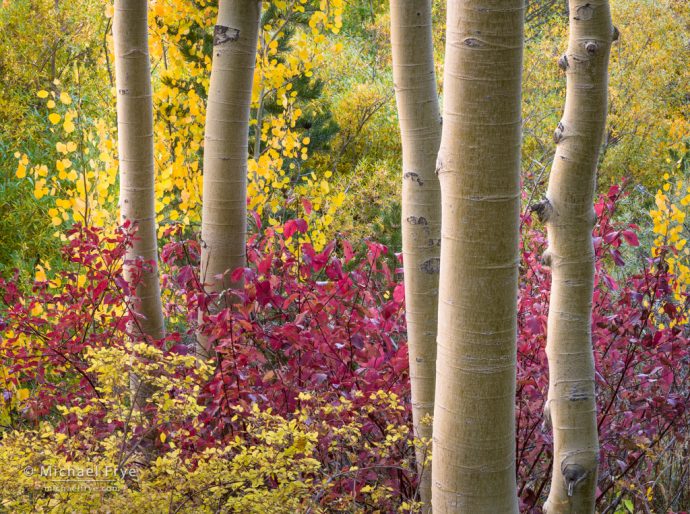 37. Aspens and dogwood leaves, autumn, Inyo NF, CA, USA