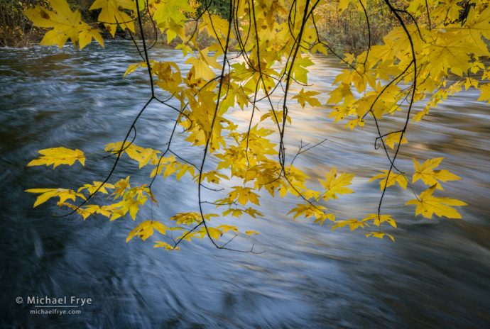 40. Big-leaf maple overhanging the Merced River in autumn, Yosemite NP, CA, USA