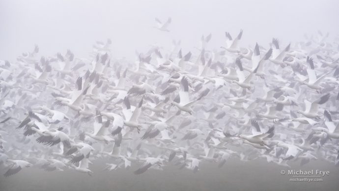 6. Ross's geese taking flight in fog, San Joaquin Valley, CA, USA