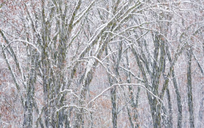 Black oaks in a snowstorm, Yosemite NP, CA, USA