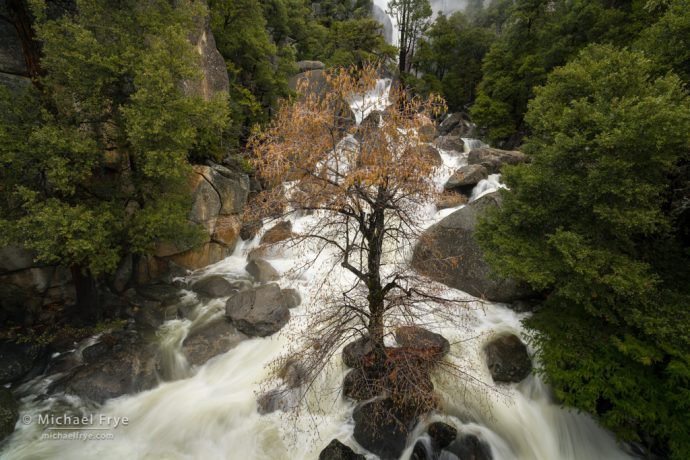 Budding alder in Cascade Creek, Yosemite NP, CA, USA