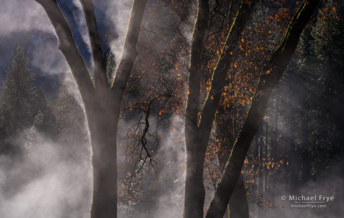 Black oaks and mist, Yosemite NP, CA, USA