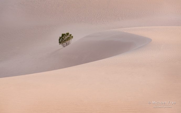 Sand and creosote bush, Death Valley NP, CA, USA