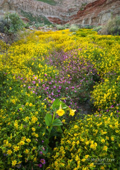 Goldfields and monkeyflowers, Red Rock Canyon SP, California, USA