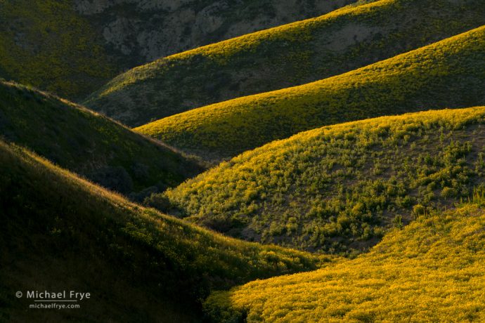 Flower-coverd folds in the Temblor Range, Carrizo Plain NM, CA, USA