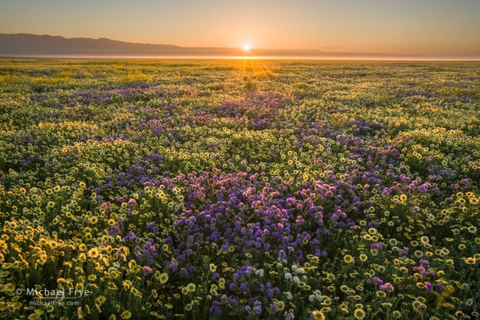 Endless flowers, Carrizo Plain NM, CA, USA