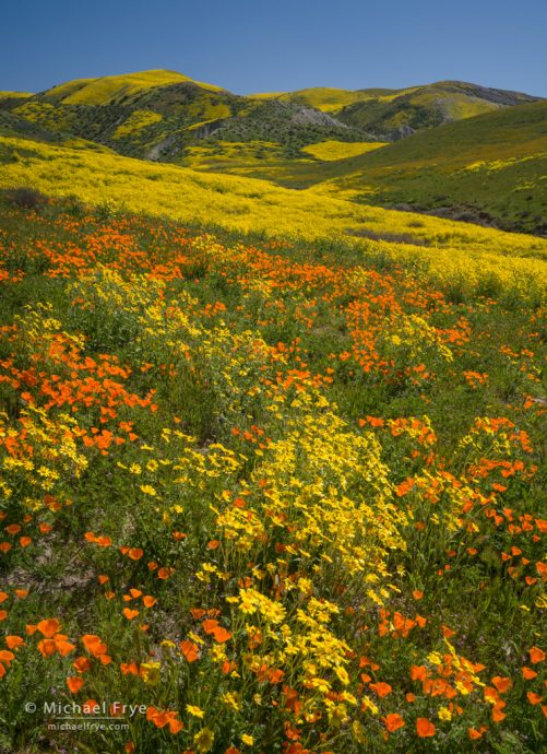 Poppies and hillside daisies in the Temblor Range, Carrizo Plain NM, CA, USA