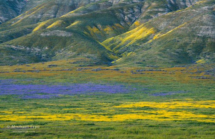 Wildflowers and hills of the Temblor Range, Carrizo Plain NM, CA, USA