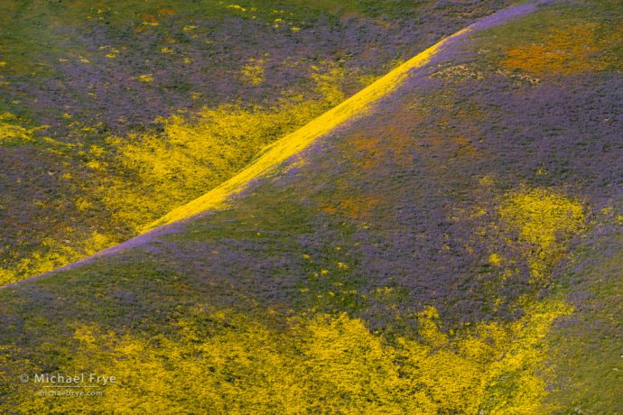 Flower-covered hills, Carrizo Plain NM, CA, USA