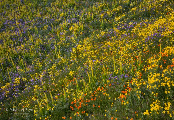 California poppies, desert candles, hillside daisies, and tansy phacelia, Carrizo Plain NM, CA, USA