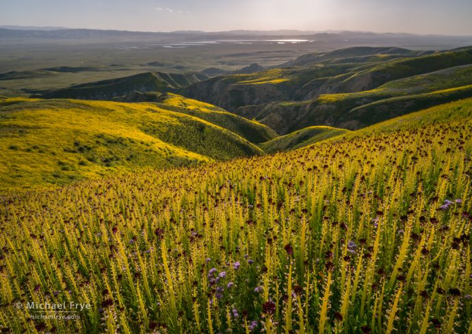 The Carrizo Plain from the Temblor Range, with Soda Lake in the distance and desert candles in the foreground, Carrizo Plain NM, CA, USA