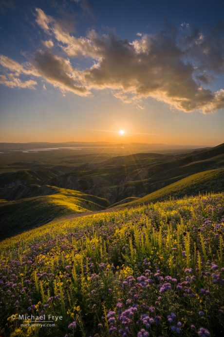 Avoiding Bright Edges and bright spots: Setting sun from the Temblor Range, with desert candles, tansy phacelia, and hillside daisies in the foreground, Carrizo Plain NM, CA, USA