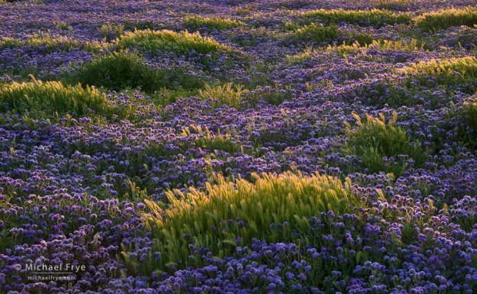 Waves of foxtail grass amid a sea of valley phacelia, Carrizo Plain NM, CA, USA