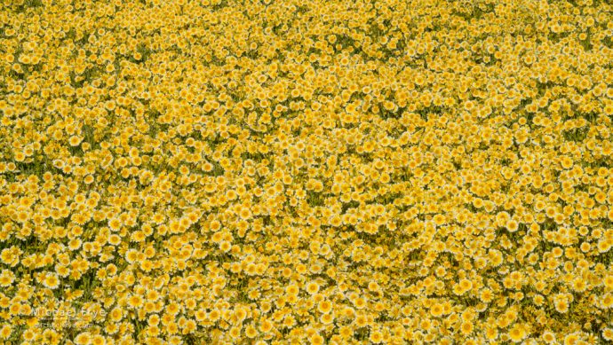 Wall of tidytips, Carrizo Plain NM, CA, USA