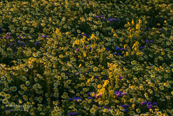 Hillside daisies, tidytips, and valley phacelia in late-afternoon light, Carrizo Plain NM, CA, USA