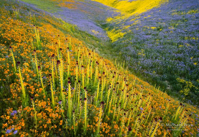 Wildflowers in the Temblor Range, with desert candles, blazing stars, tansy phacelia, and hillside daisies, Carrizo Plain NM, CA, USA