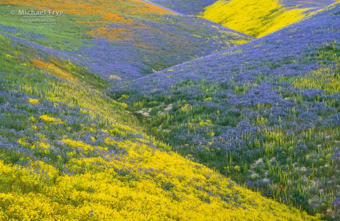 Flower patterns in the Temblor Range, Carrizo Plain NM, CA, USA