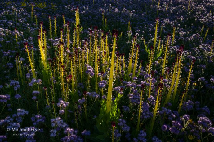 Desert candles surrounded by phacelia, Carrizo Plain NM, CA, USA