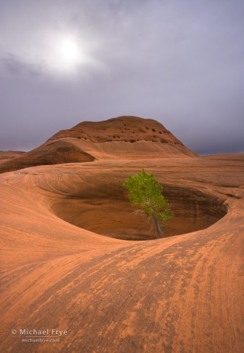 Cottonwood tree in a sandstone pothole, Grand Staircase - Escalante NM, UT, USA