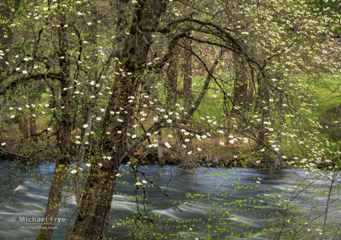 Dogwood along the Merced River, Yosemite NP, CA, USA