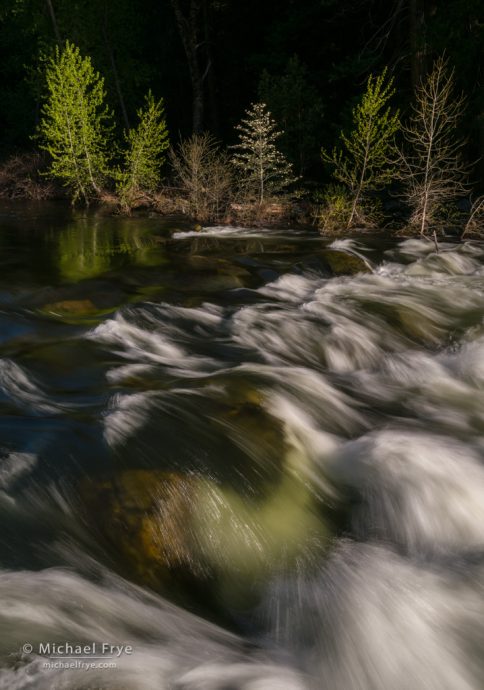 Dogwood, cottonwoods, and rapids along the Merced River, Yosemite NP, CA, USA