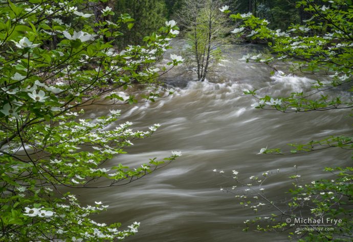 Dogwoods and an alder along the Merced River, Yosemite NP, CA, USA