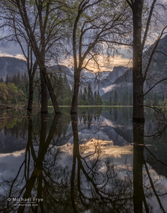 Half Dome and oaks in flooded Leidig Meadow, Yosemite NP, CA, USA