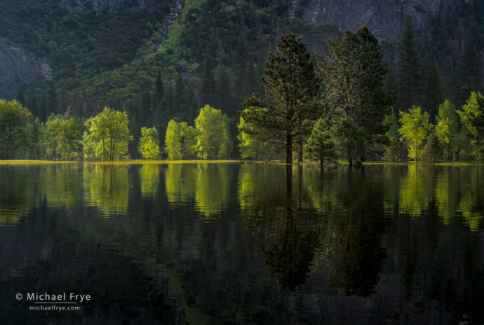 Cottonwoods and ponderosa pines in a flooded meadow, spring, Yosemite NP, CA, USA