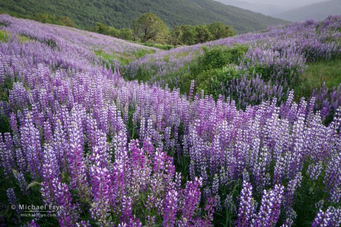 Lupines and hills, Redwood NP, CA, USA