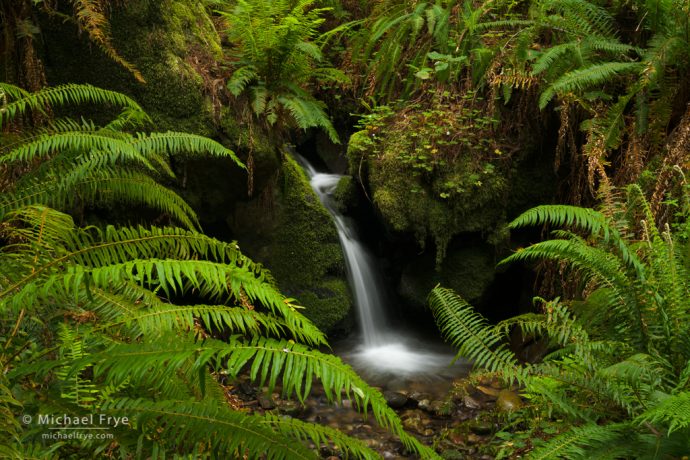 Cascade and ferns, Prairie Creek Redwoods SP, CA, USA