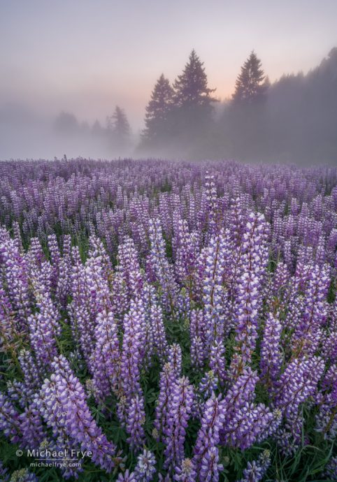 Lupines and fog at sunrise, Redwood NP, CA, USA