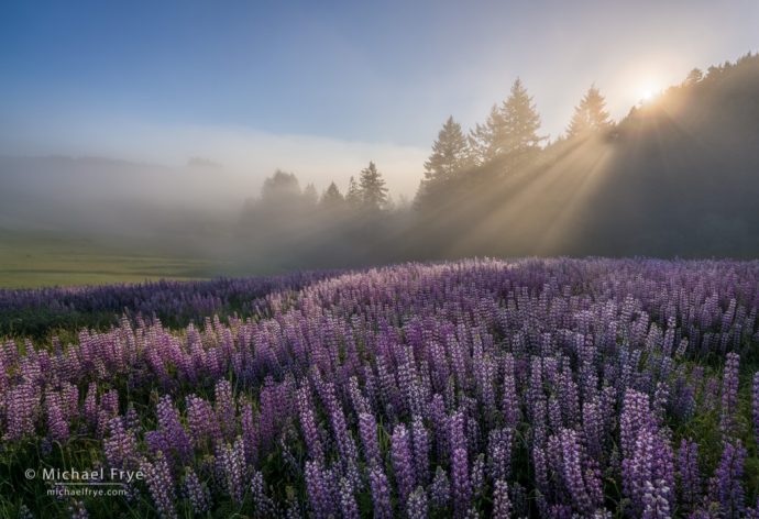 Sun rising over a field of lupines, Redwood NP, CA, USA