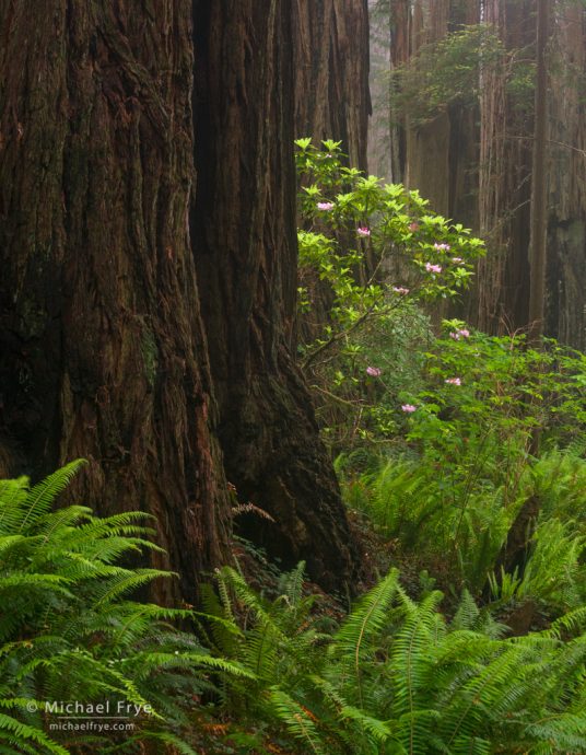 Redwoods and rhododendrons, Del Norte Coast Redwoods SP, CA, USA