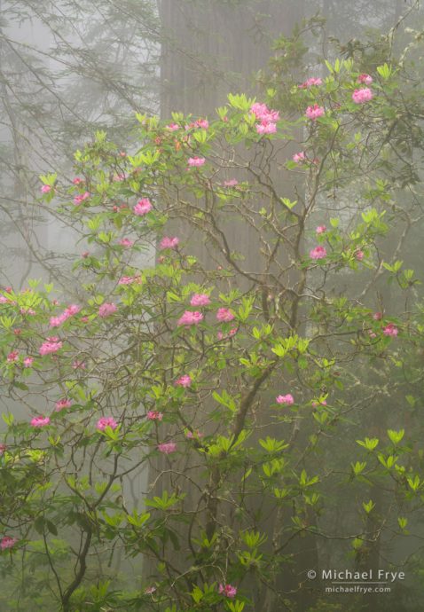 Redwoods and rhododendrons in fog, Del Norte Coast Redwoods SP, CA, USA