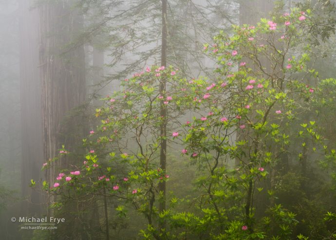 Redwoods and rhododendrons in fog, Del Norte Coast Redwoods SP, CA, USA