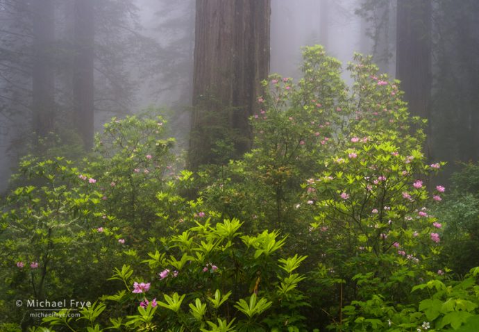 Redwoods and rhododendrons in fog, Del Norte Coast Redwoods SP, CA, USA