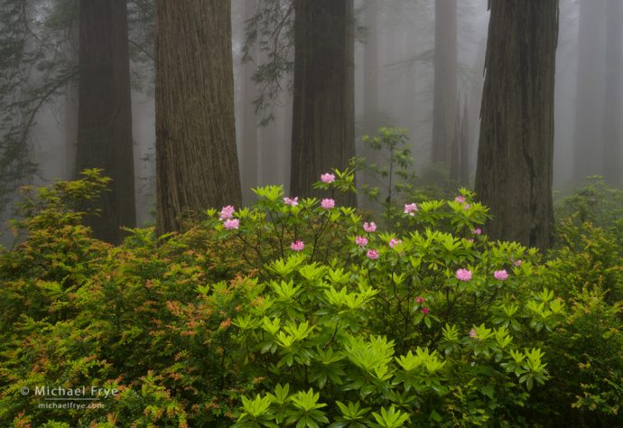 Redwoods and rhododendrons in fog, Del Norte Coast Redwoods SP, CA, USA