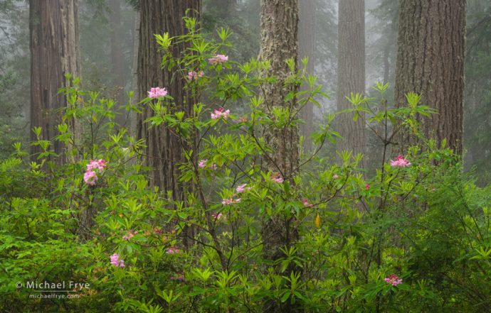 Redwoods, douglas firs, and rhododendrons in fog, Redwood NP, CA, USA