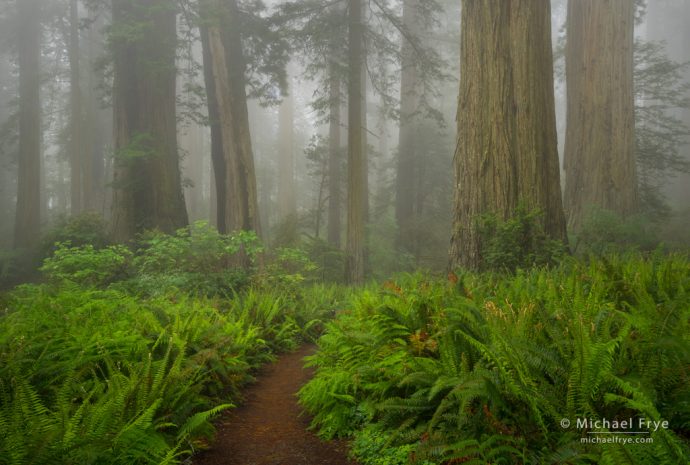 Trail through the redwoods, Lady Bird Johnson Grove, Redwood NP, CA, USA