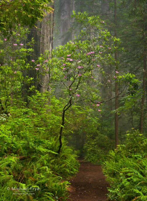 Rhododendrons over a trail through a redwood forest, Del Norte Coast Redwoods SP, CA, USA