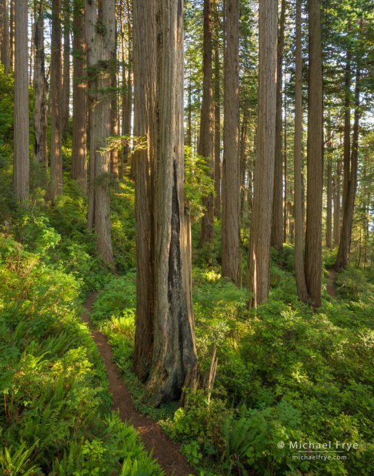 Trail through the redwoods, Del Norte Coast Redwoods SP, USA