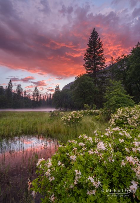 Azaleas in El Capitan Meadow at sunset, Yosemite NP, CA, USA